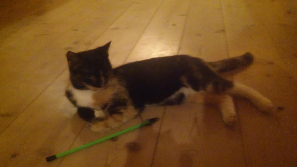 Huskat Mindi billede 5