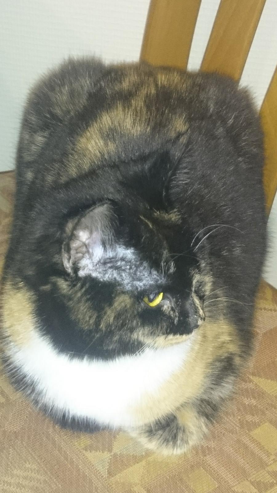 Huskat Mindi billede 6