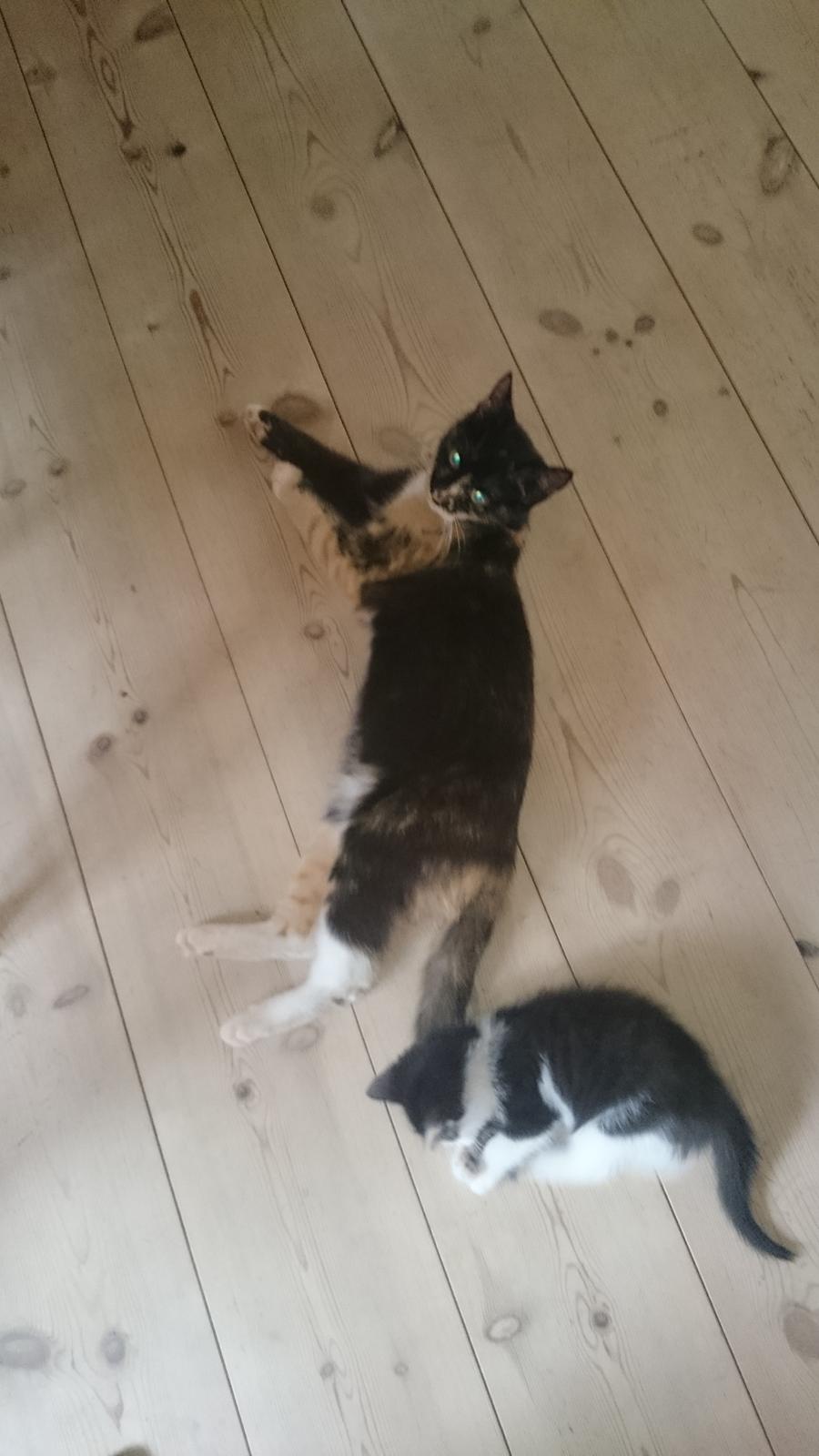 Huskat Mindi billede 7