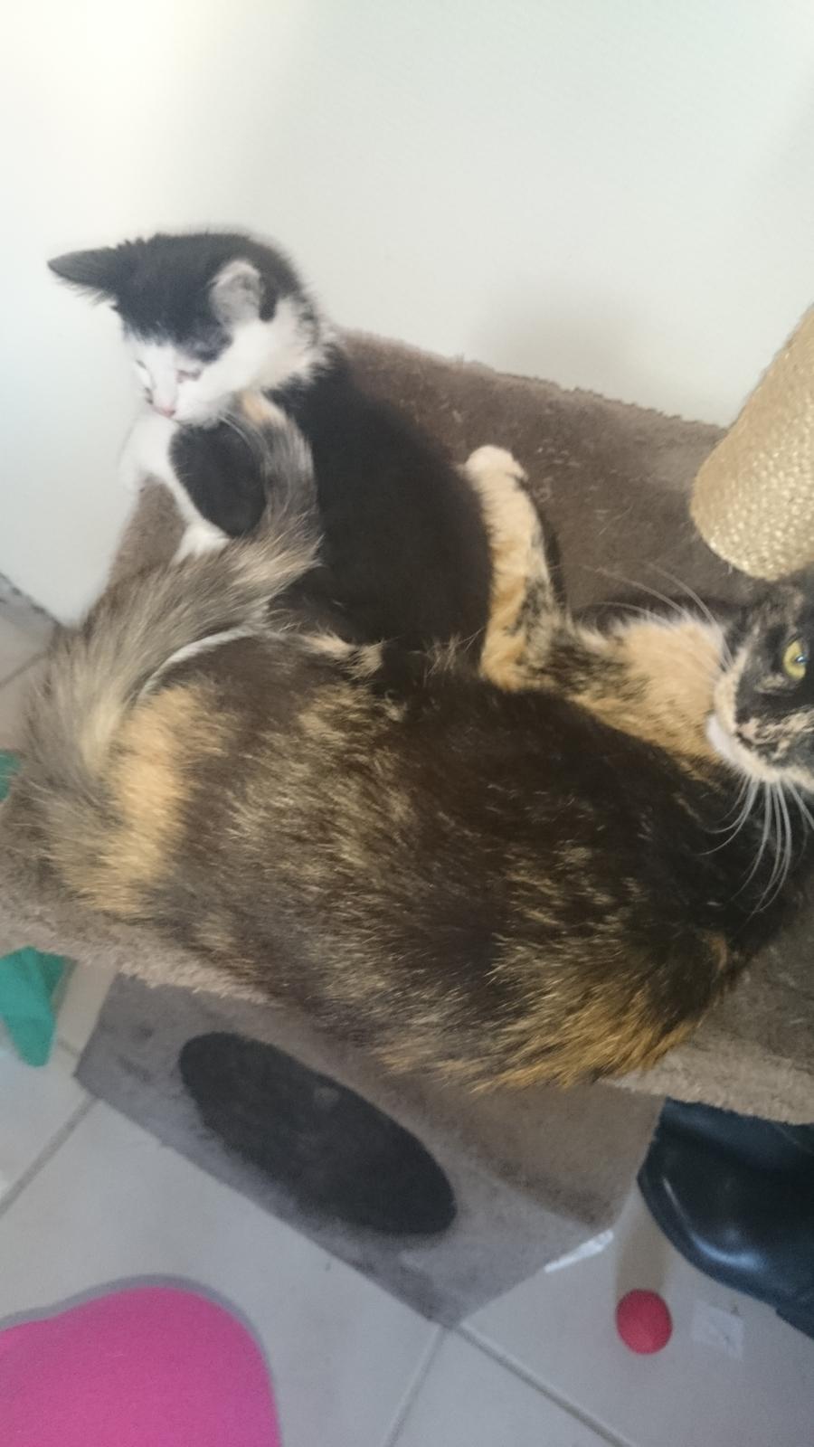 Huskat Mindi billede 8