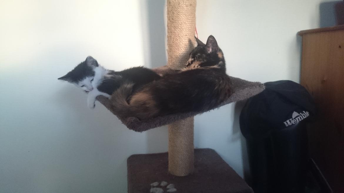 Huskat Mindi billede 9