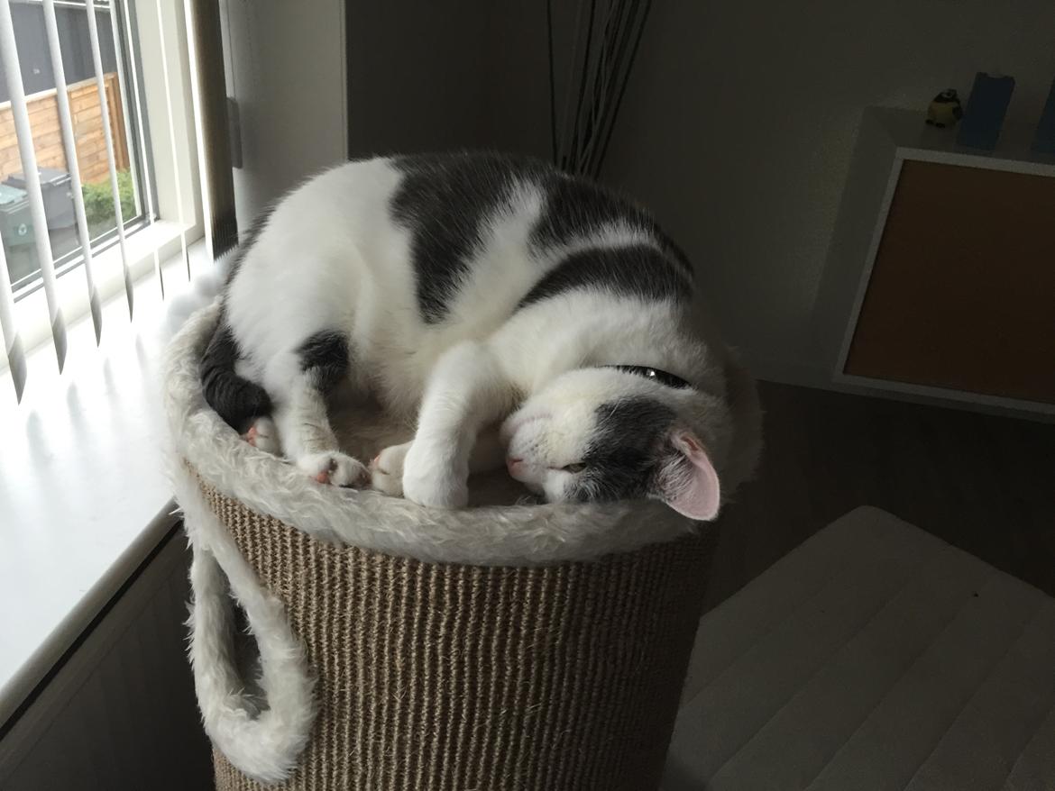 Huskat Musse billede 31