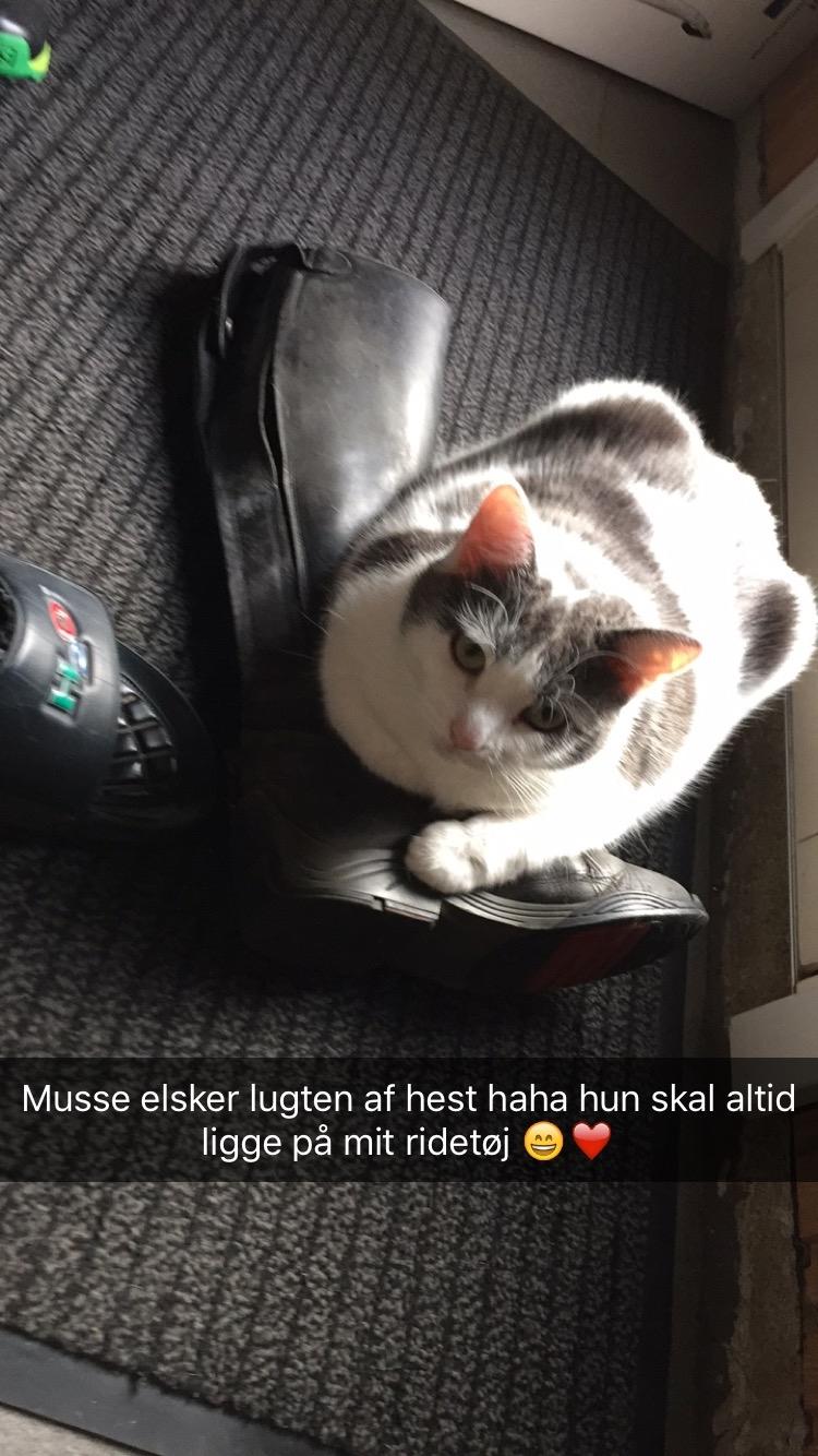 Huskat Musse billede 32