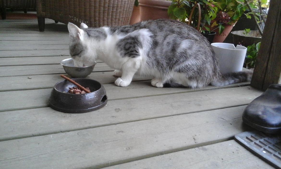 Blanding af racer Sofuskat billede 7