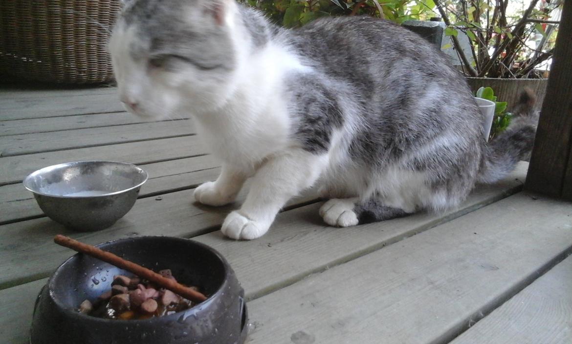 Blanding af racer Sofuskat billede 11