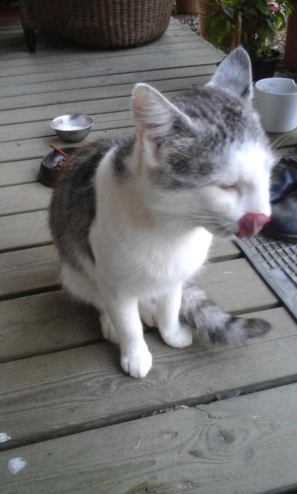 Blanding af racer Sofuskat billede 9