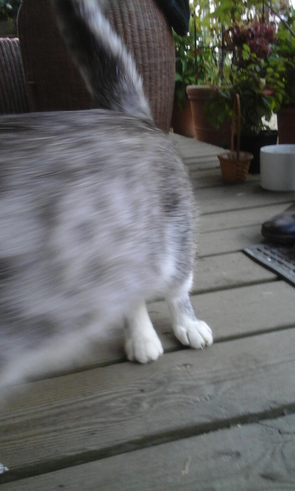 Blanding af racer Sofuskat billede 12