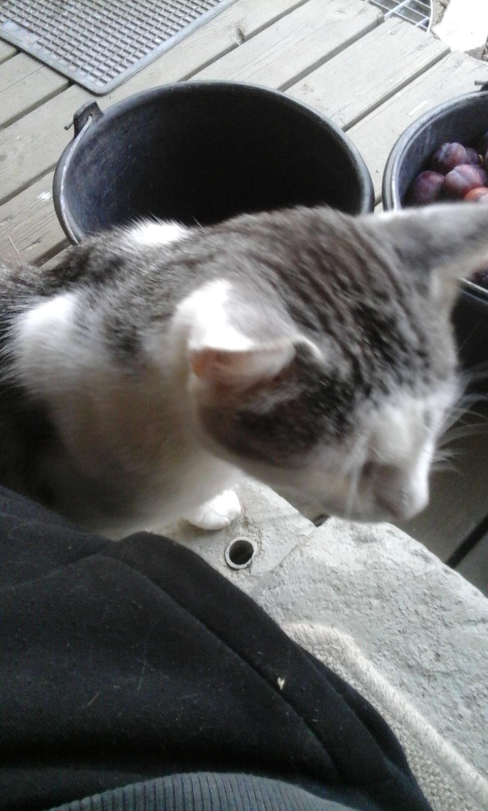 Blanding af racer Sofuskat billede 13