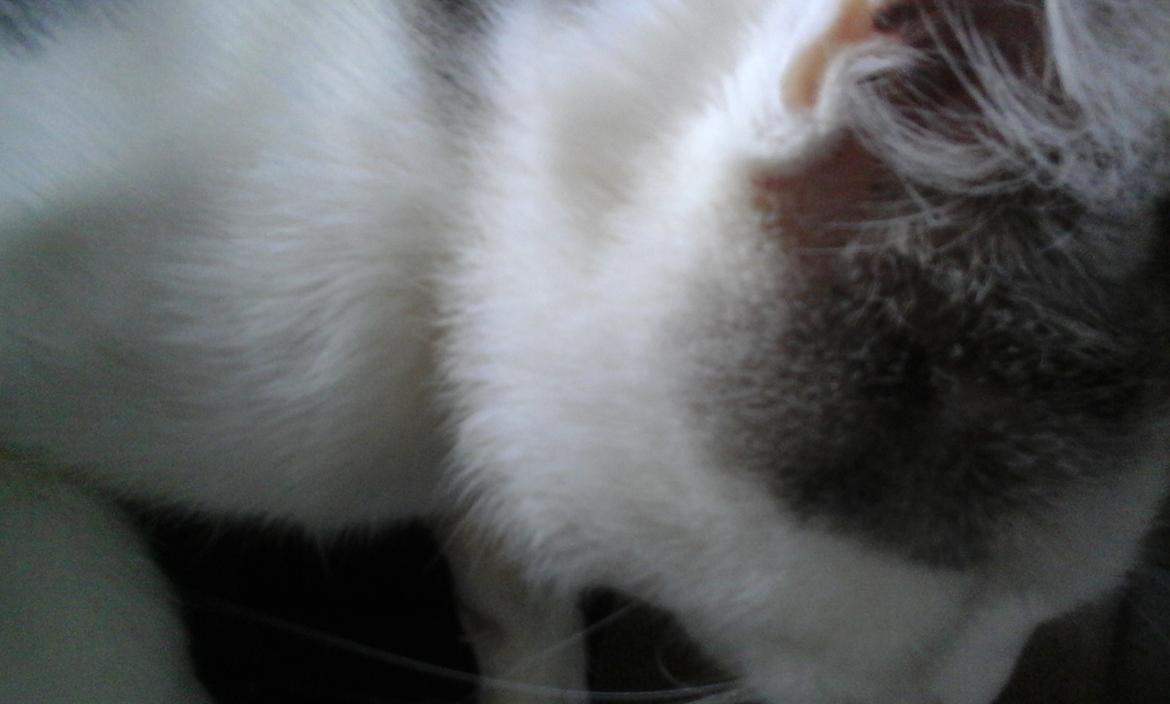 Blanding af racer Sofuskat billede 14