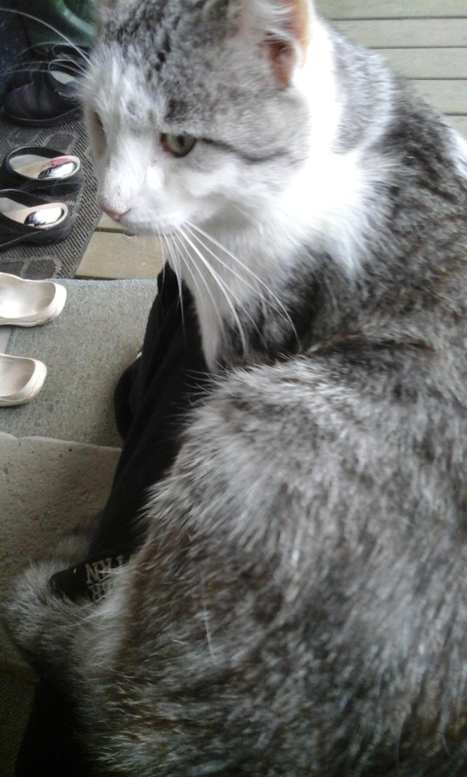 Blanding af racer Sofuskat billede 15