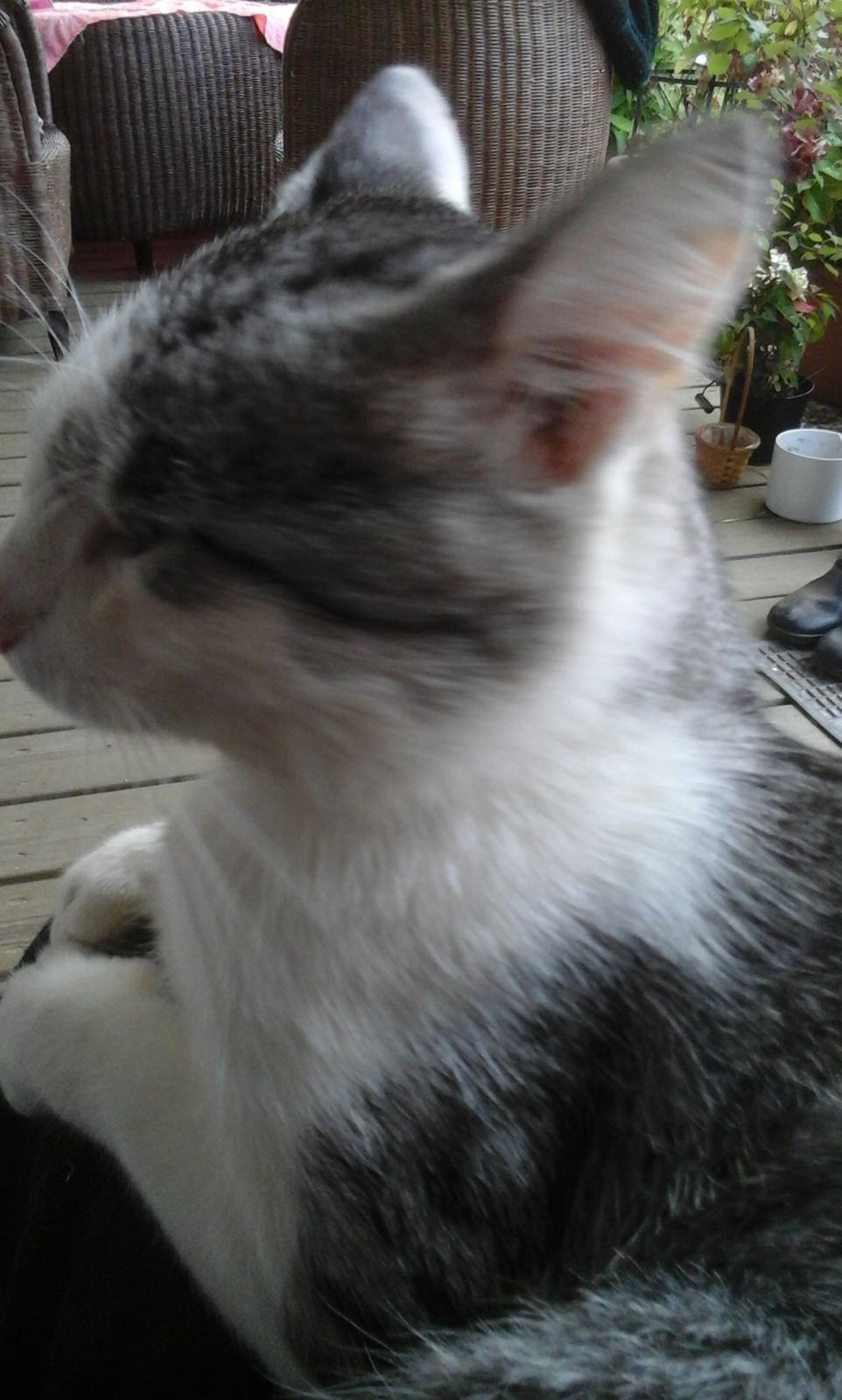 Blanding af racer Sofuskat billede 16