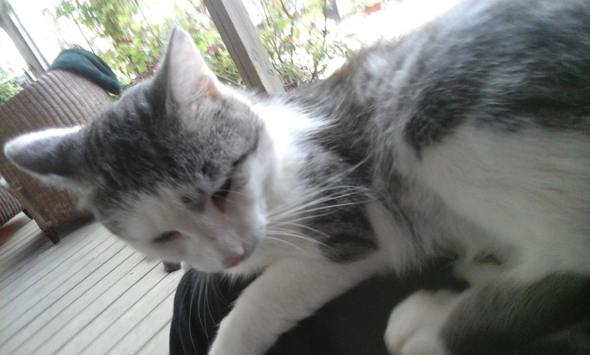 Blanding af racer Sofuskat billede 3