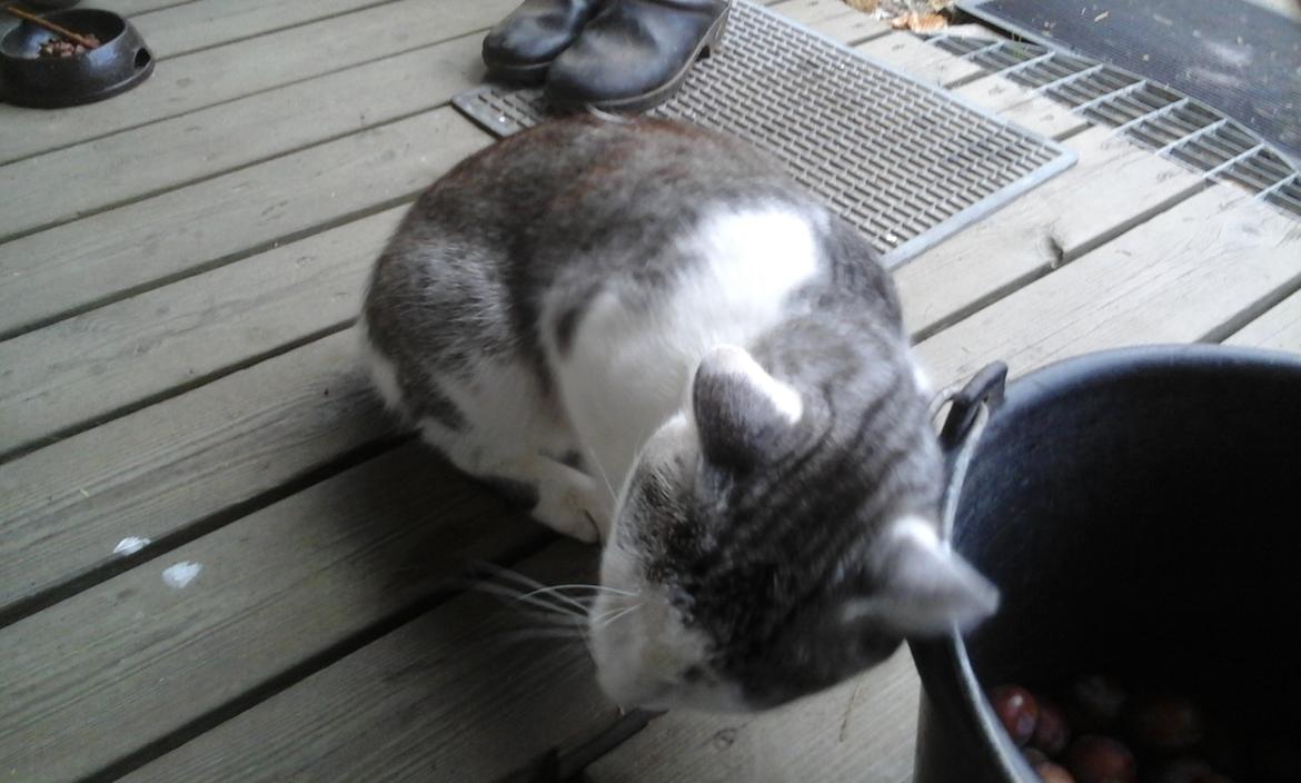 Blanding af racer Sofuskat billede 17