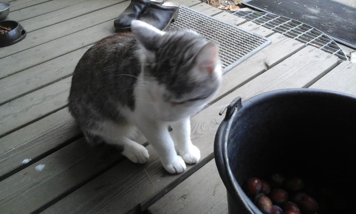 Blanding af racer Sofuskat billede 18