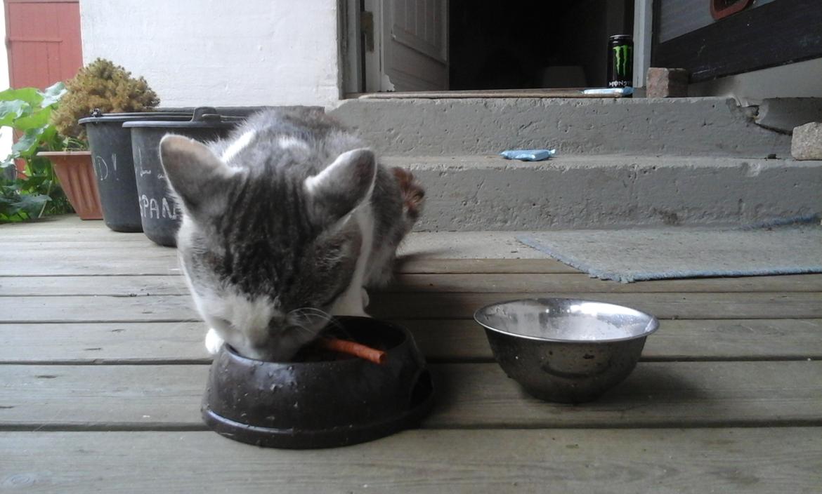 Blanding af racer Sofuskat billede 10