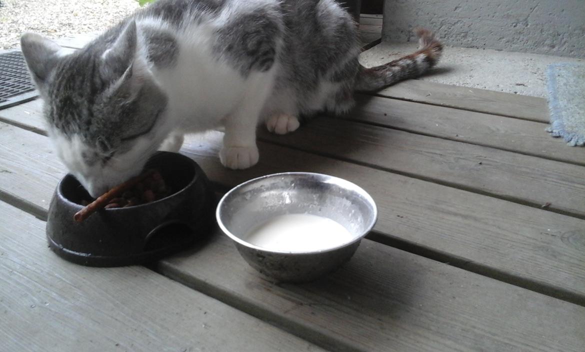 Blanding af racer Sofuskat billede 19