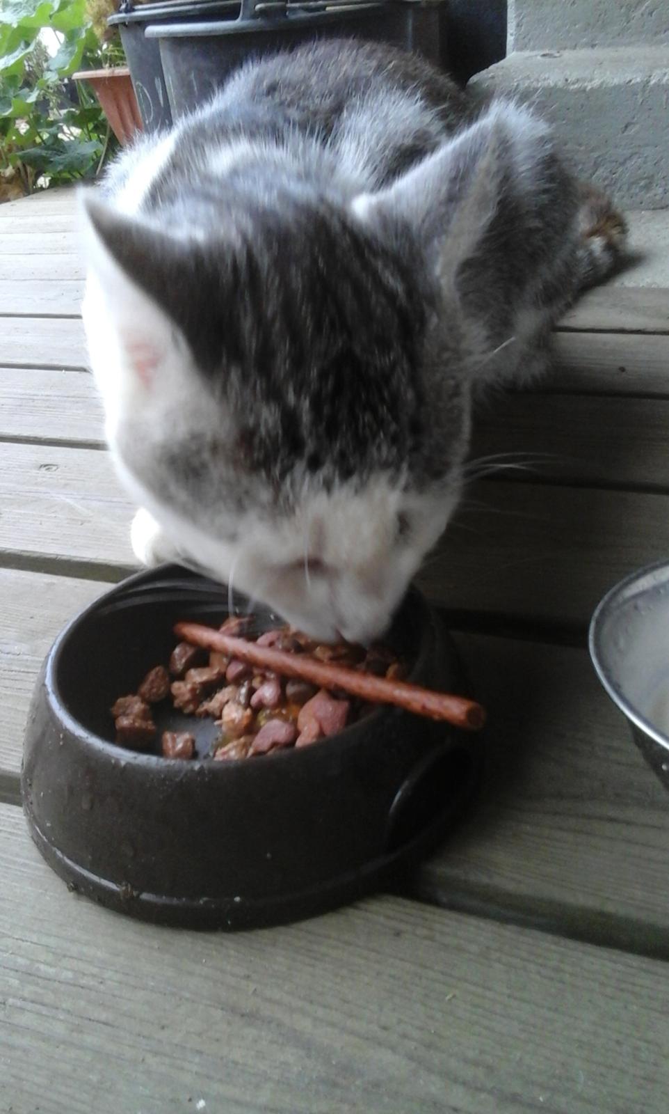 Blanding af racer Sofuskat billede 8