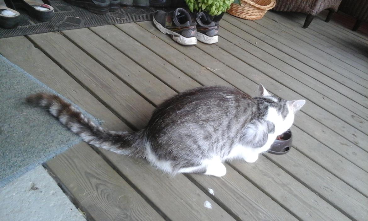 Blanding af racer Sofuskat billede 21