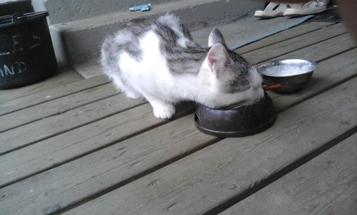 Blanding af racer Sofuskat billede 20