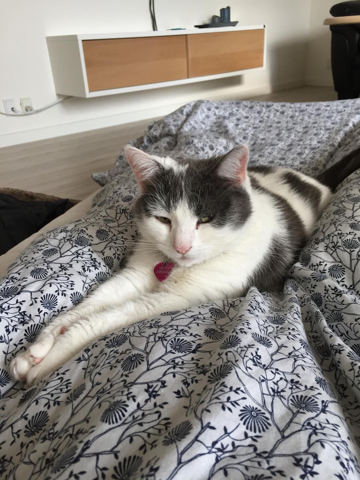 Huskat Musse billede 33