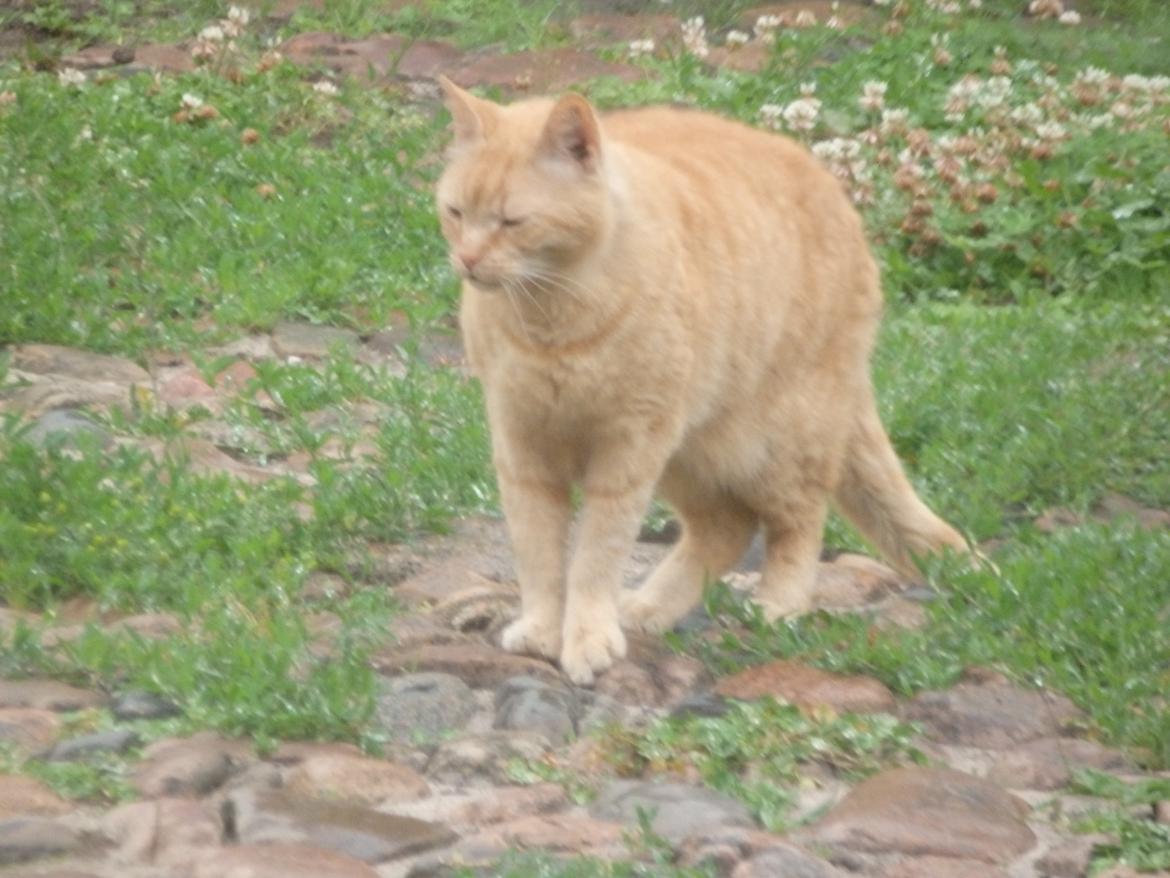 Huskat Oskar billede 2