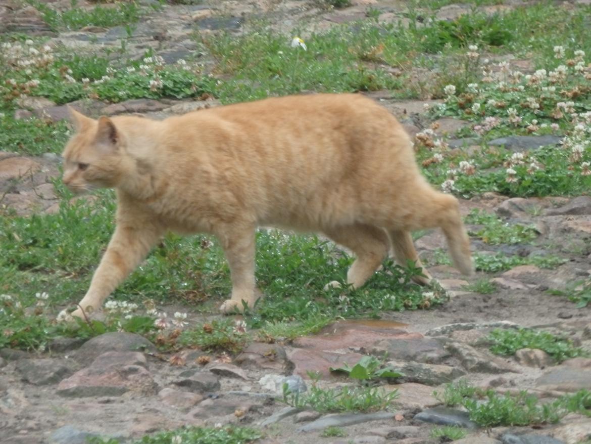Huskat Oskar billede 3