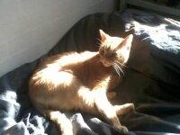 Huskat Oskar billede 11