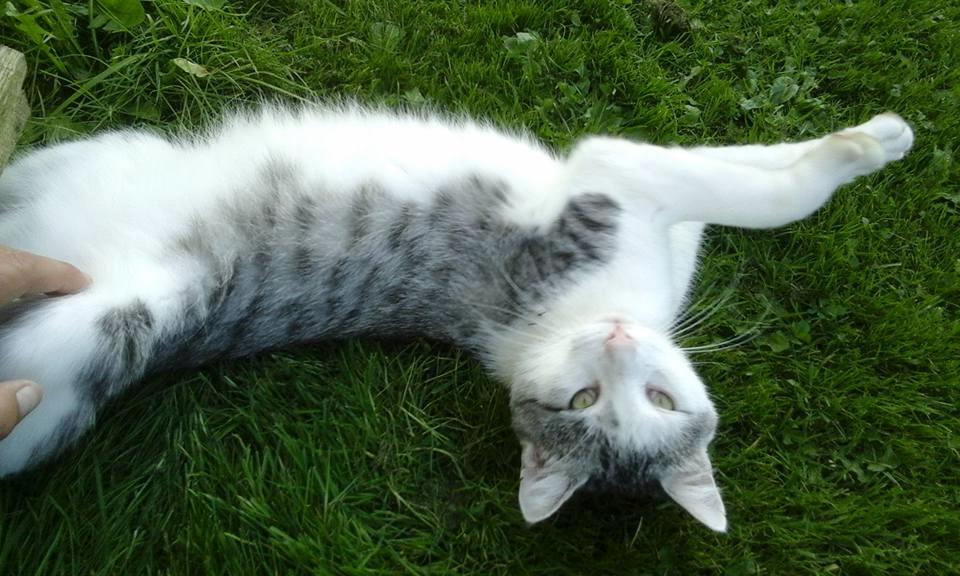 Blanding af racer Sofuskat billede 1