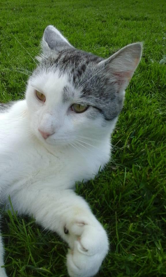 Blanding af racer Sofuskat billede 4