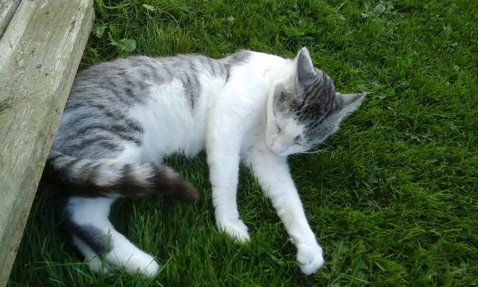 Blanding af racer Sofuskat billede 22