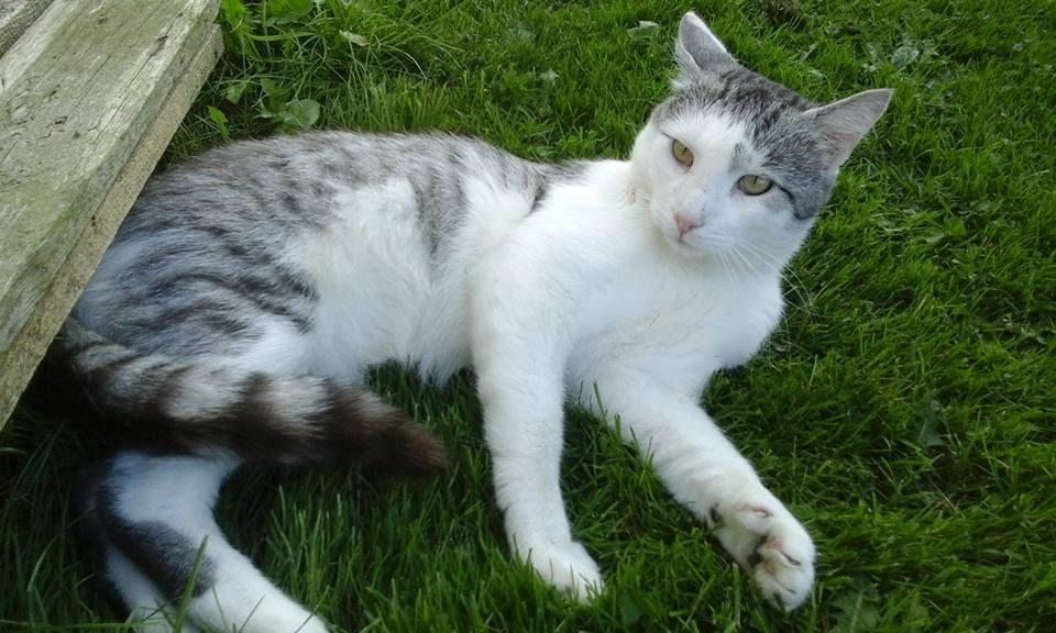 Blanding af racer Sofuskat billede 5