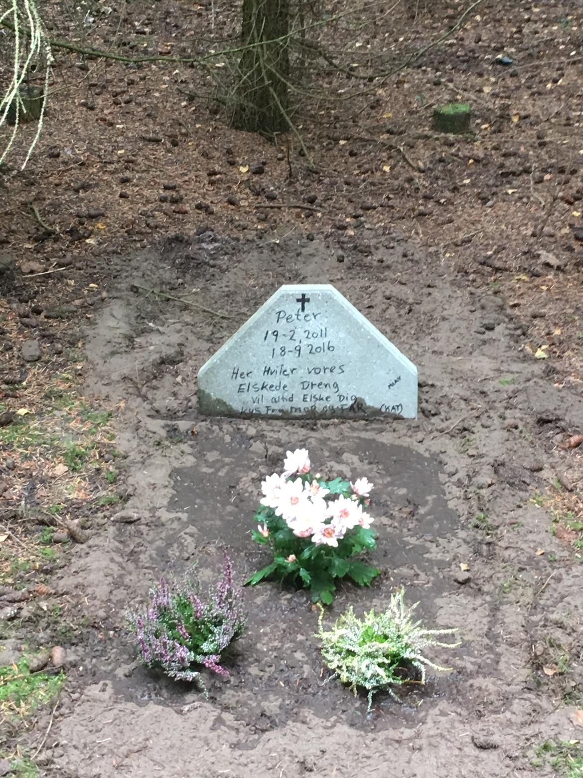 Maine Coon Rovdyret's Obelix kælenavn Peter - Rip Peter /rovdyrets Obelix  billede 14