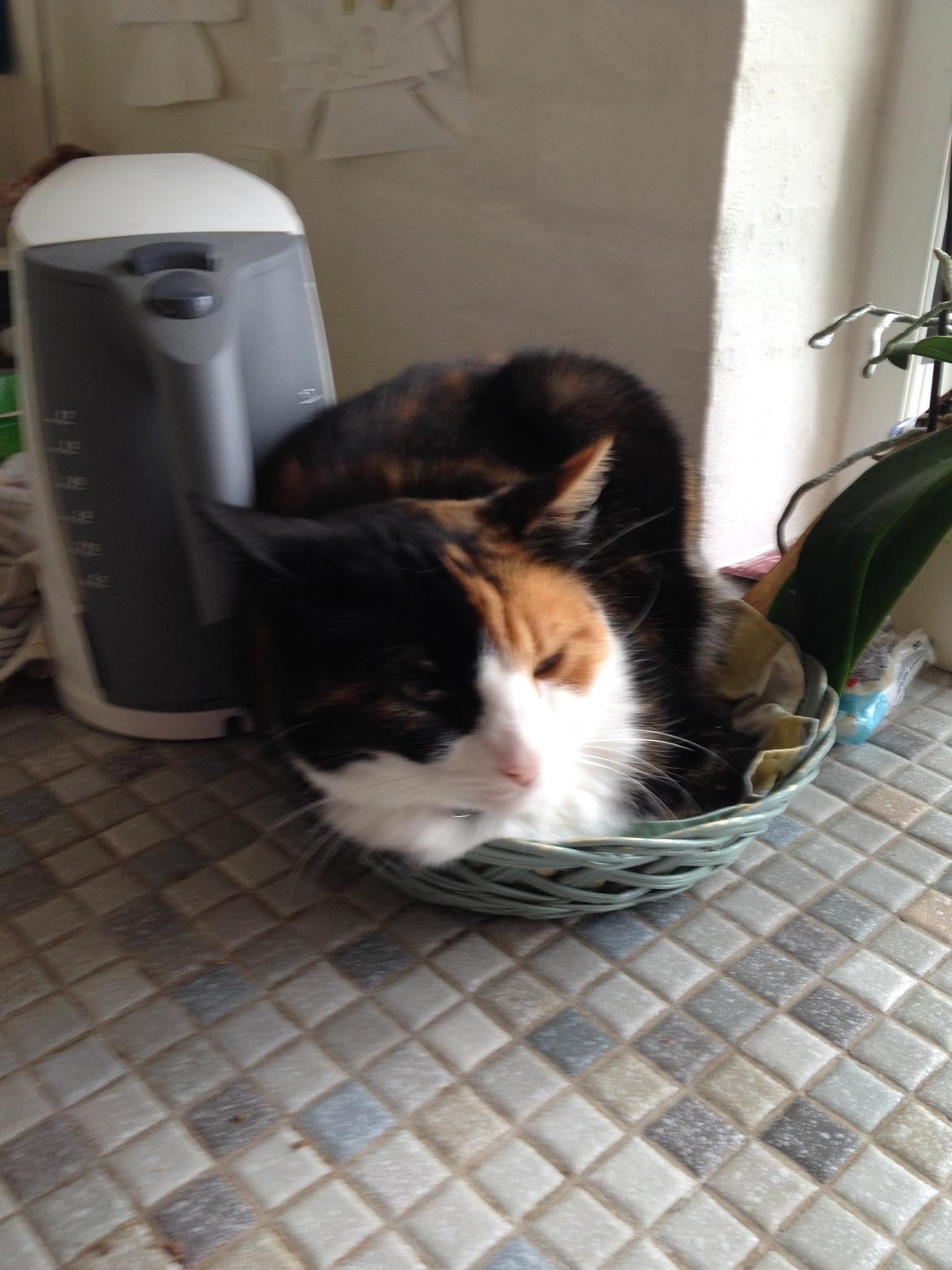 Huskat Nuser billede 1