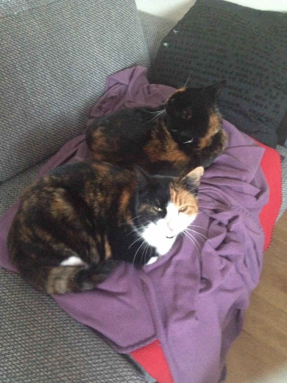 Huskat Nuser billede 2