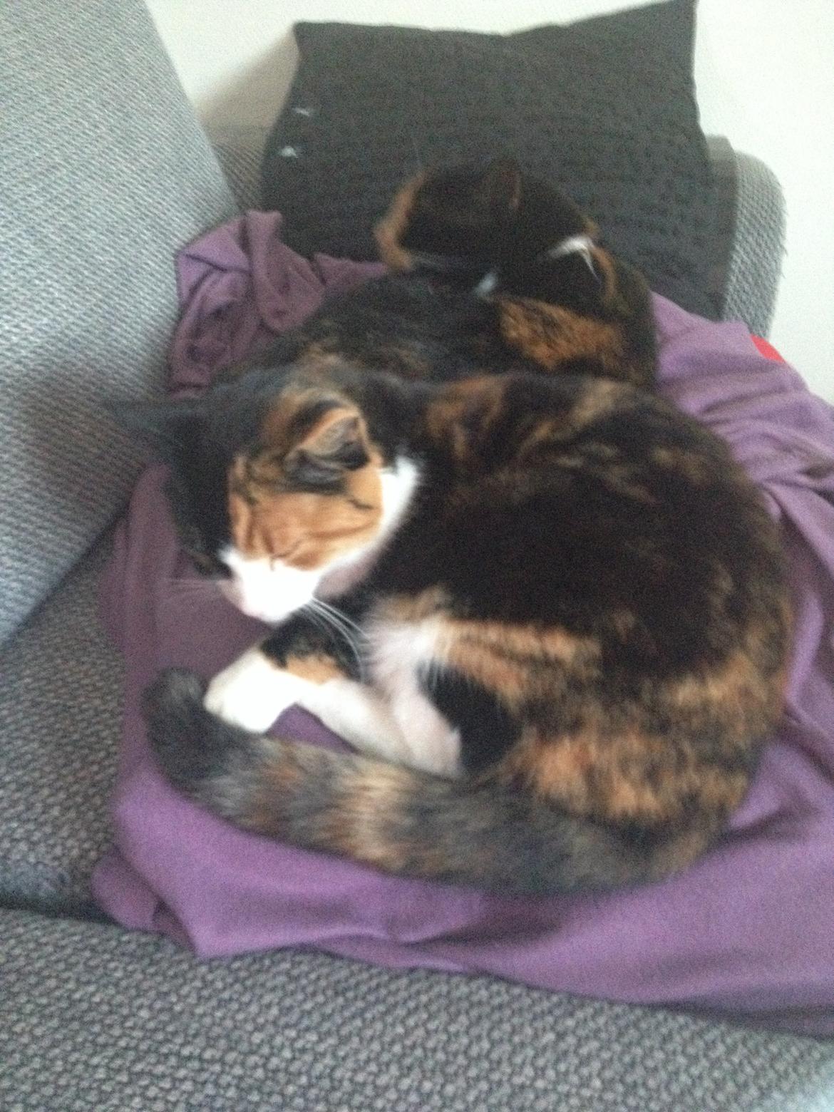 Huskat Nuser billede 3