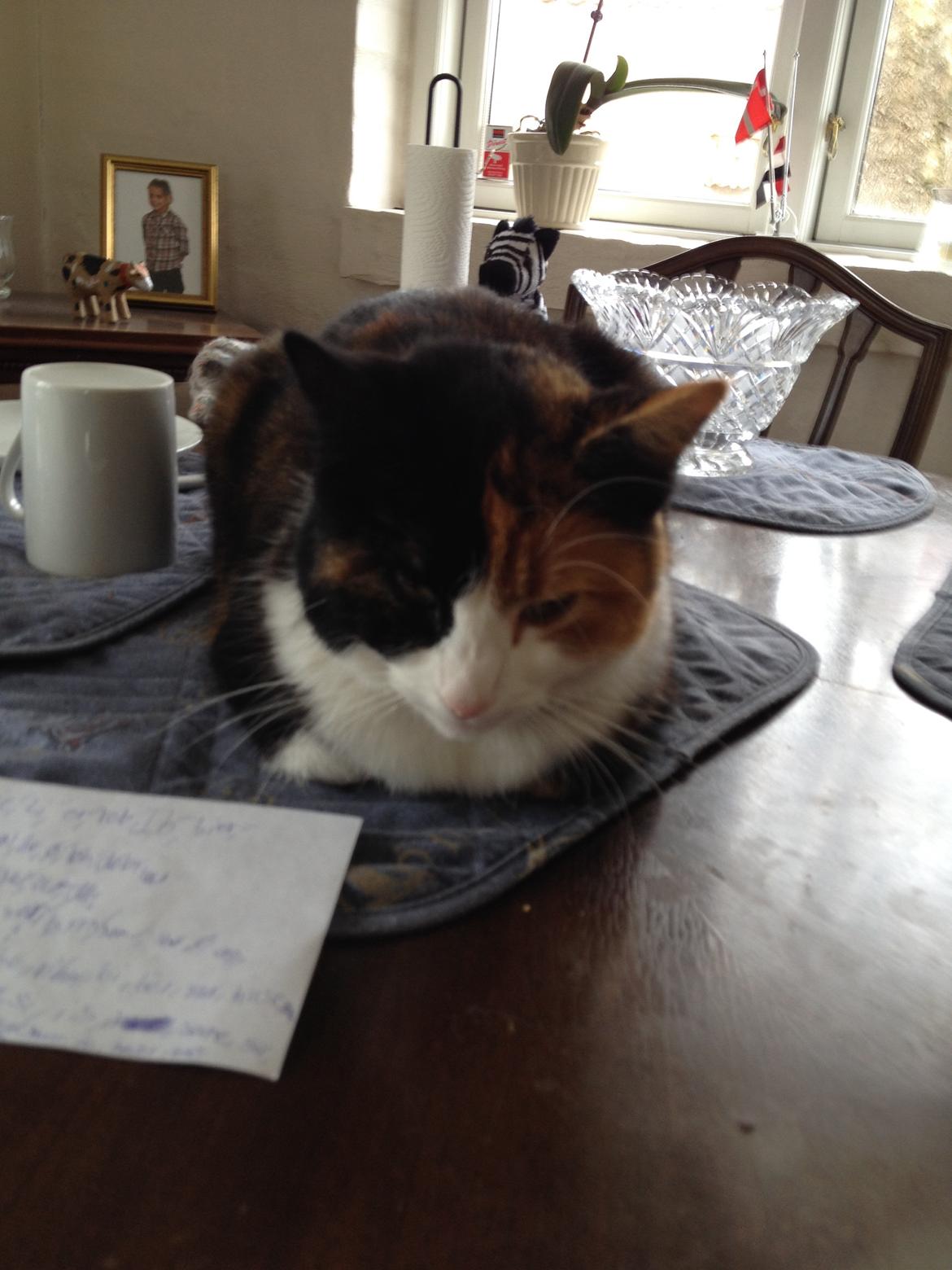 Huskat Nuser billede 6