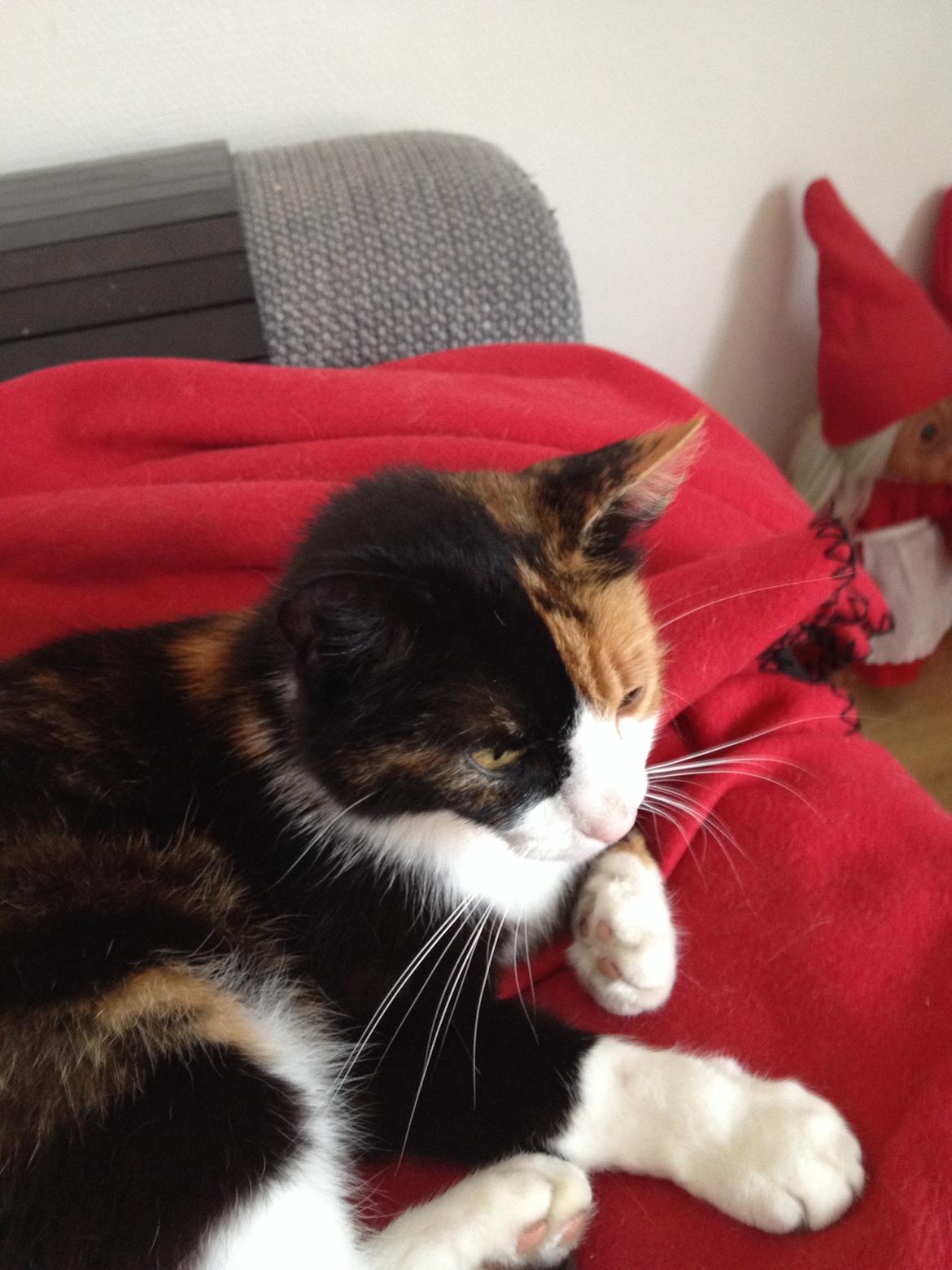 Huskat Nuser billede 8