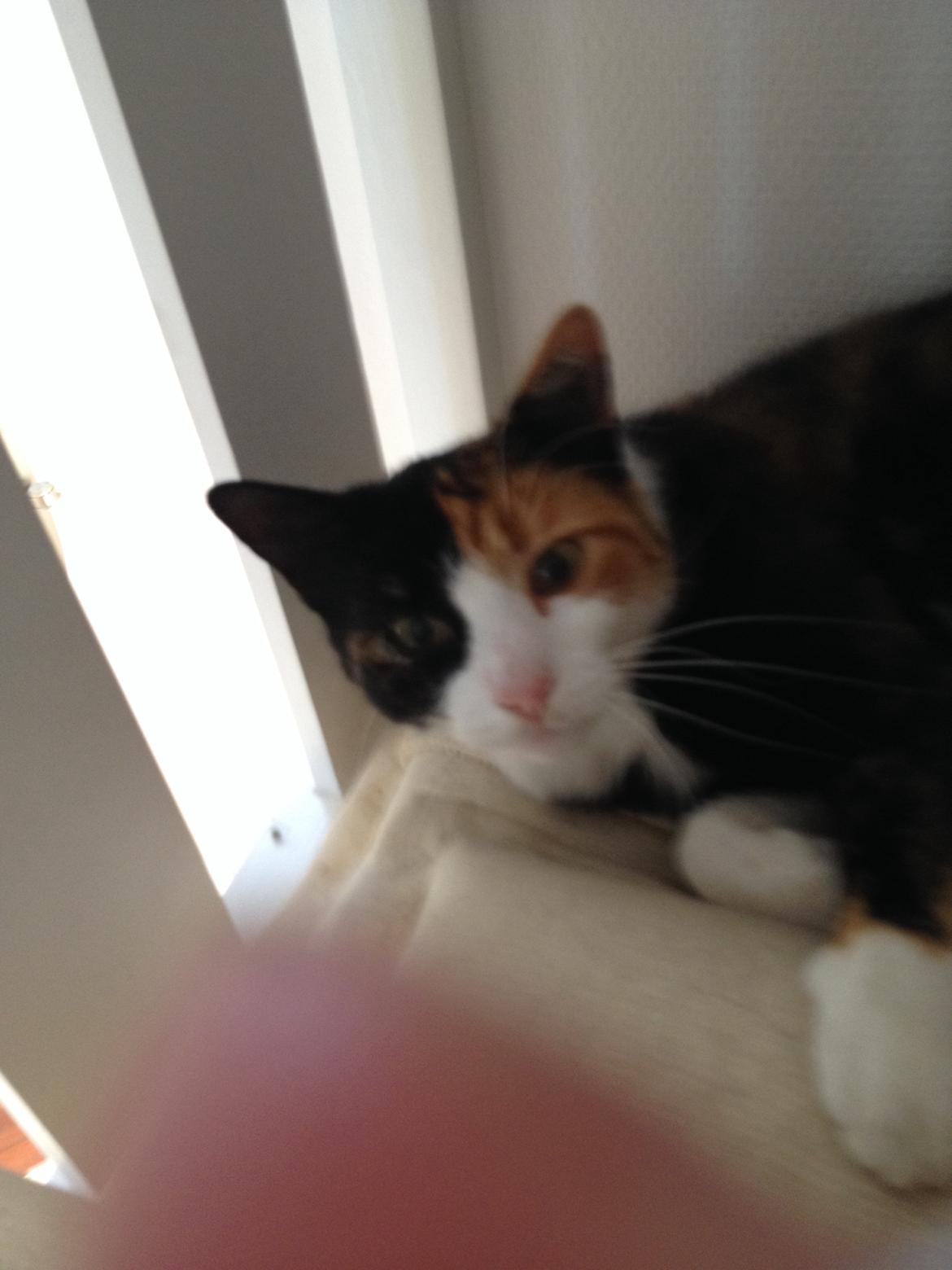 Huskat Nuser billede 7