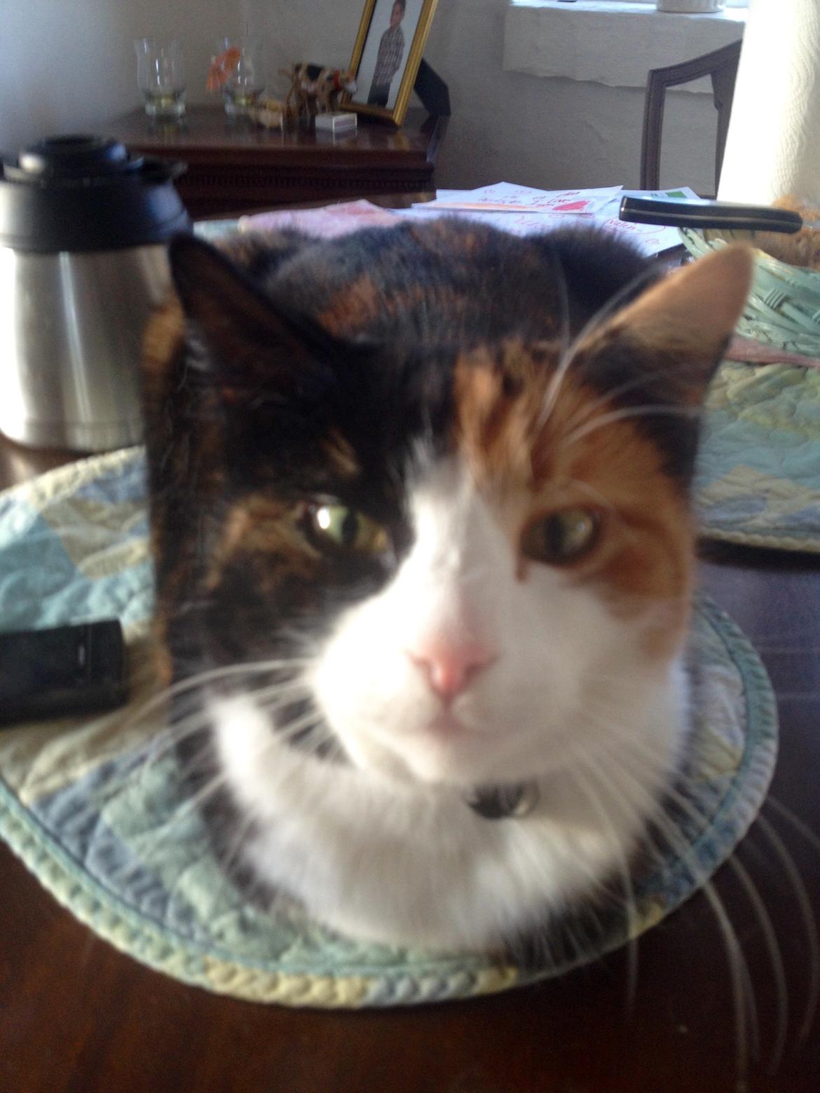 Huskat Nuser billede 11