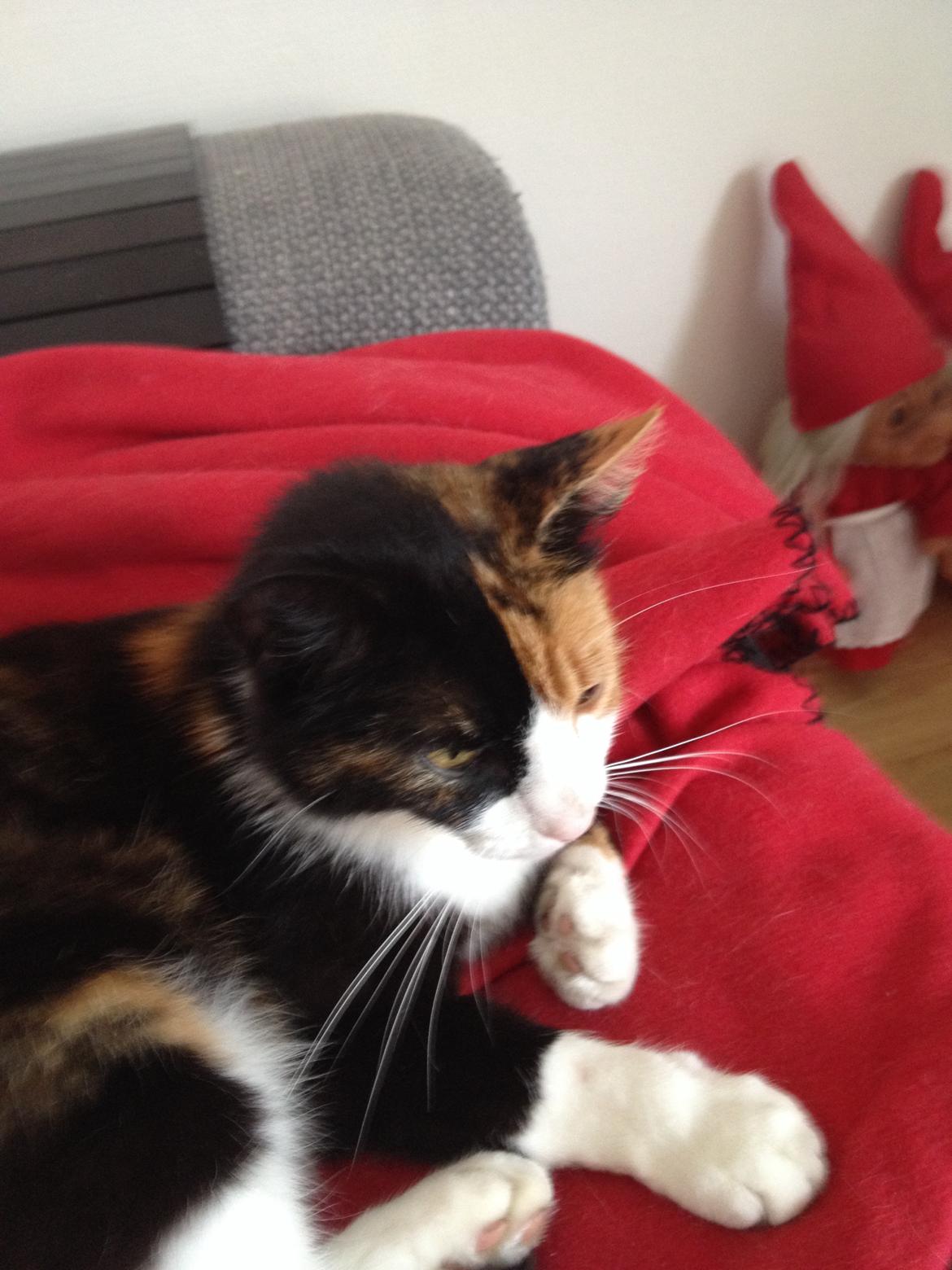 Huskat Nuser billede 13