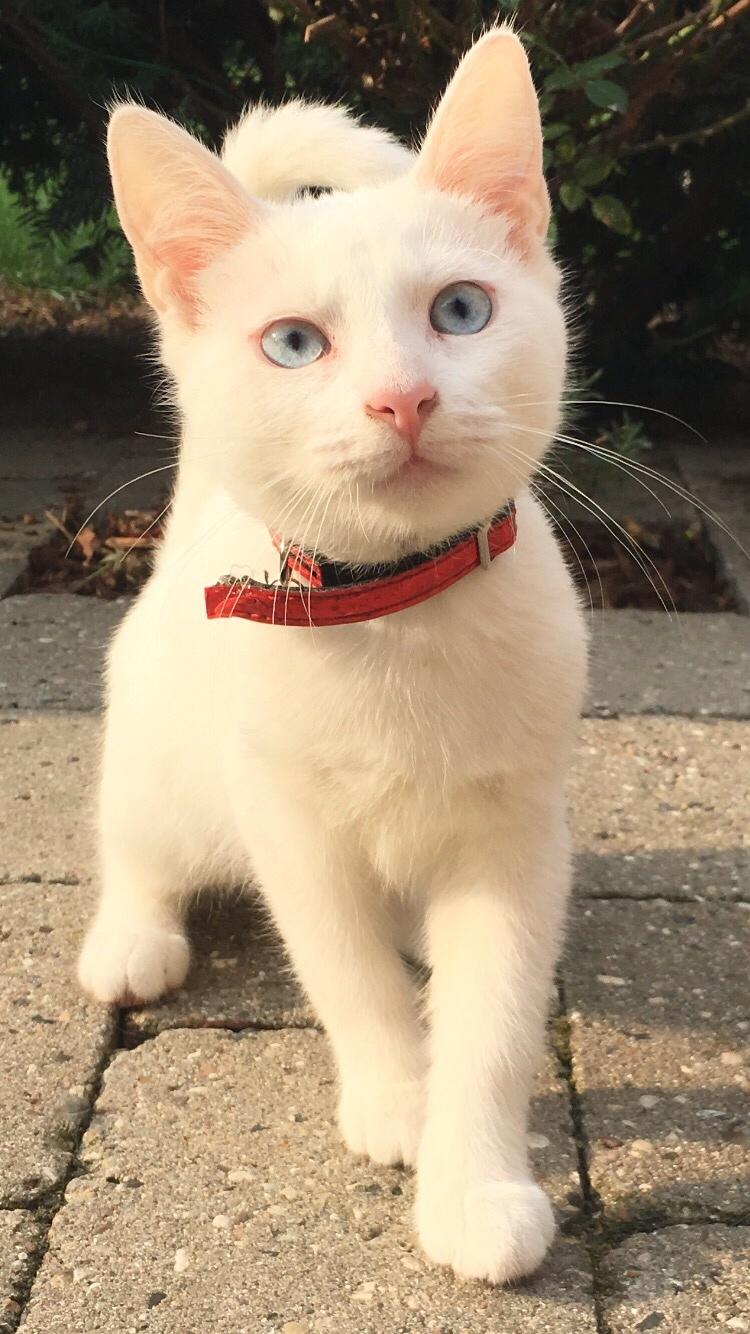 Blanding af racer Melina (hvid kat) billede 13