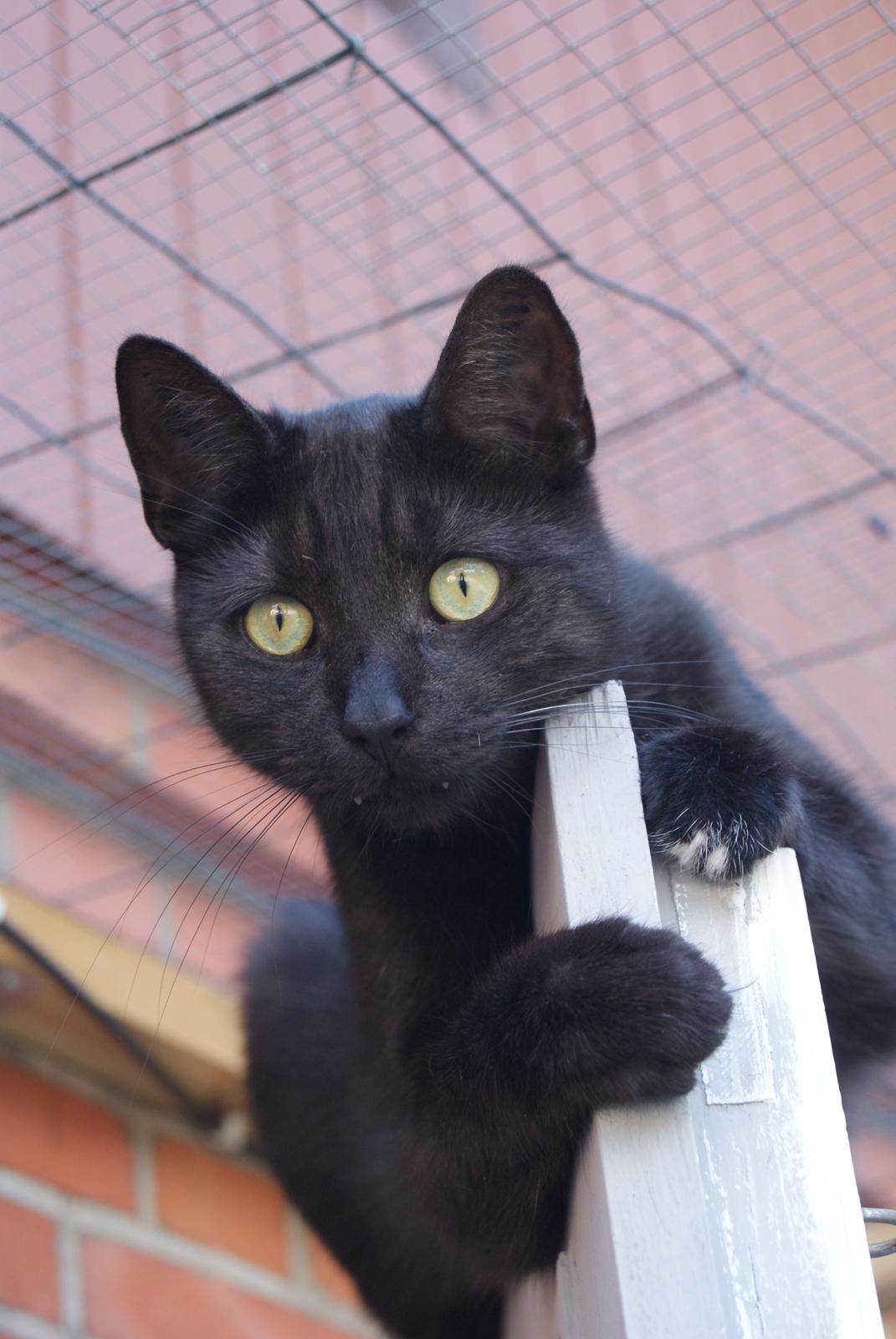 Huskat Bent Miau billede 3