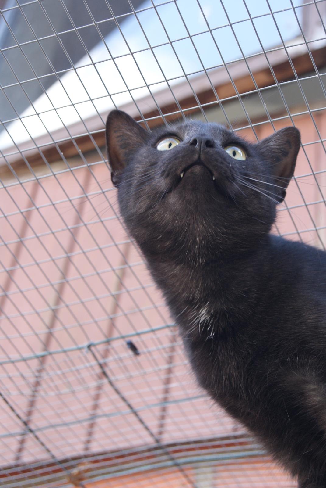 Huskat Bent Miau billede 20