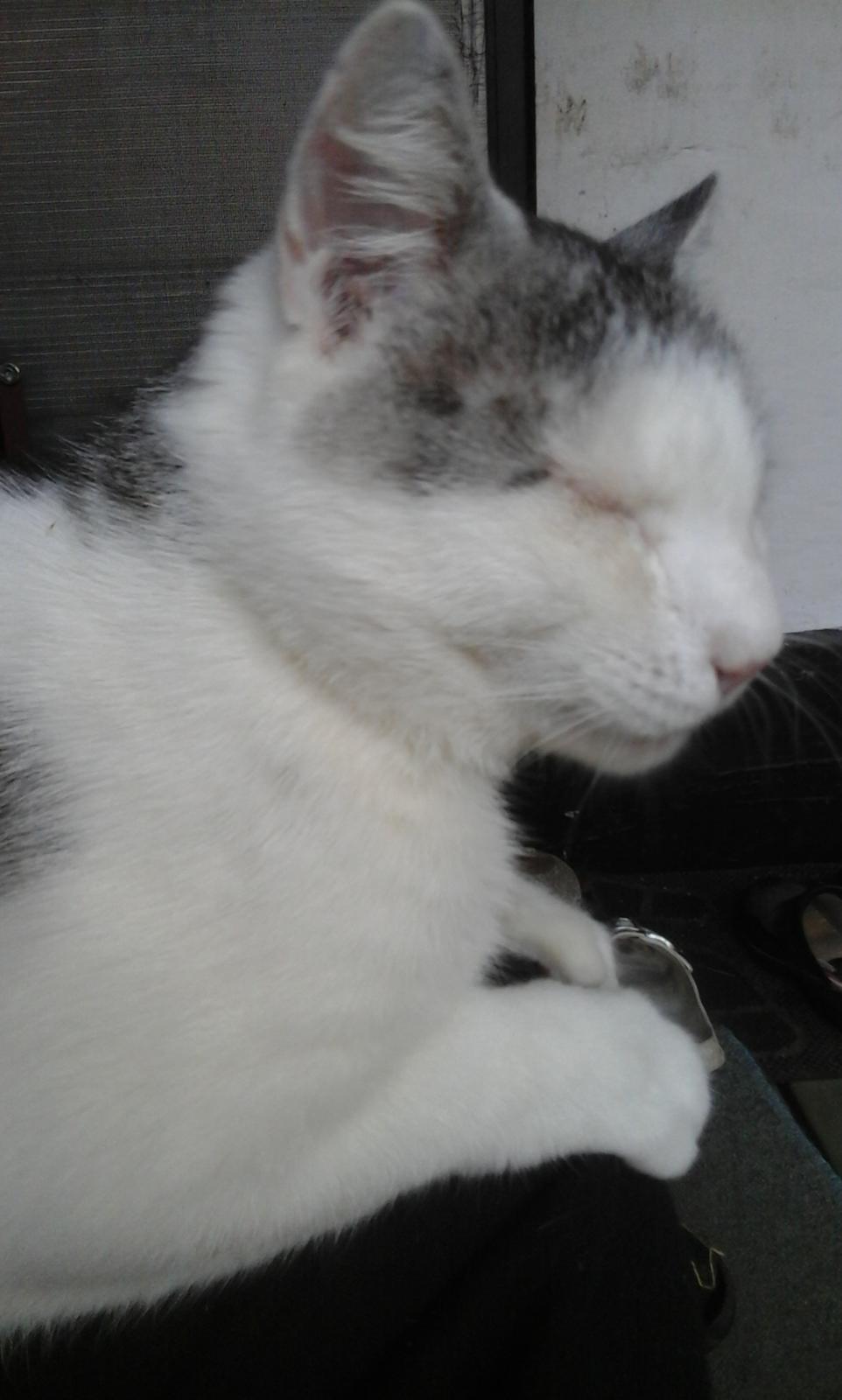 Blanding af racer Sofuskat billede 23