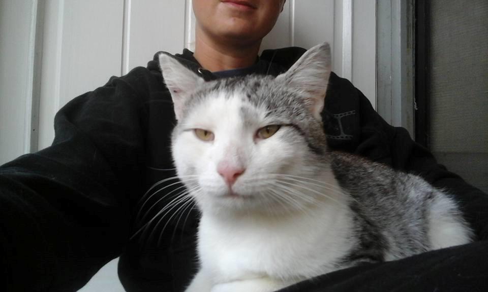 Blanding af racer Sofuskat billede 2