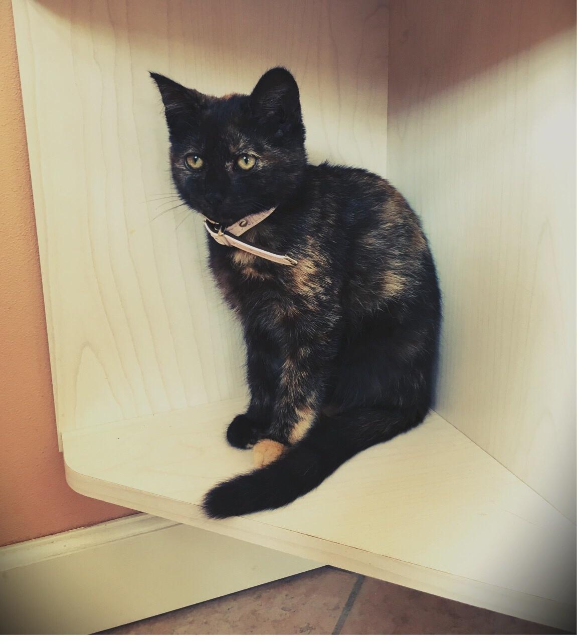 Blanding af racer Mona (killing) billede 1