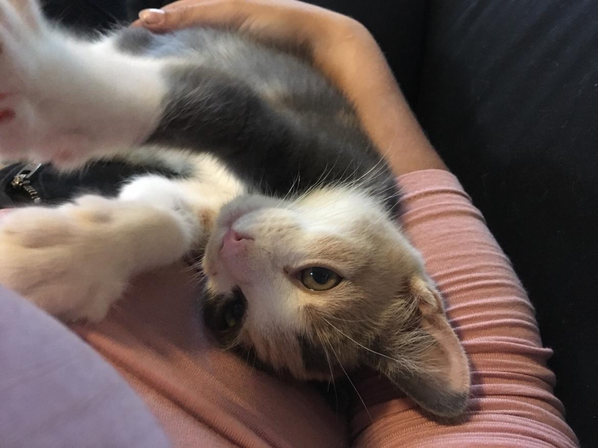 Blanding af racer Pixie billede 6