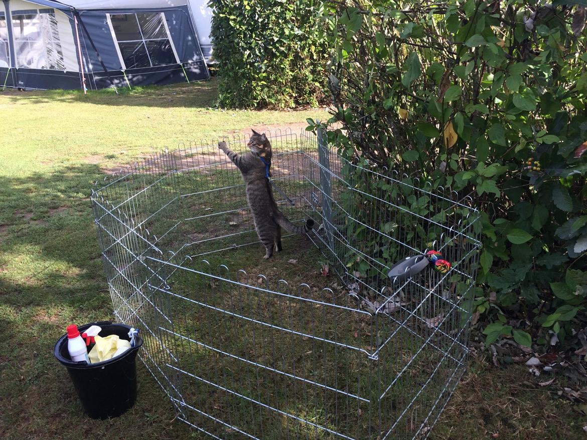 Huskat Ludvig the bulldog billede 46