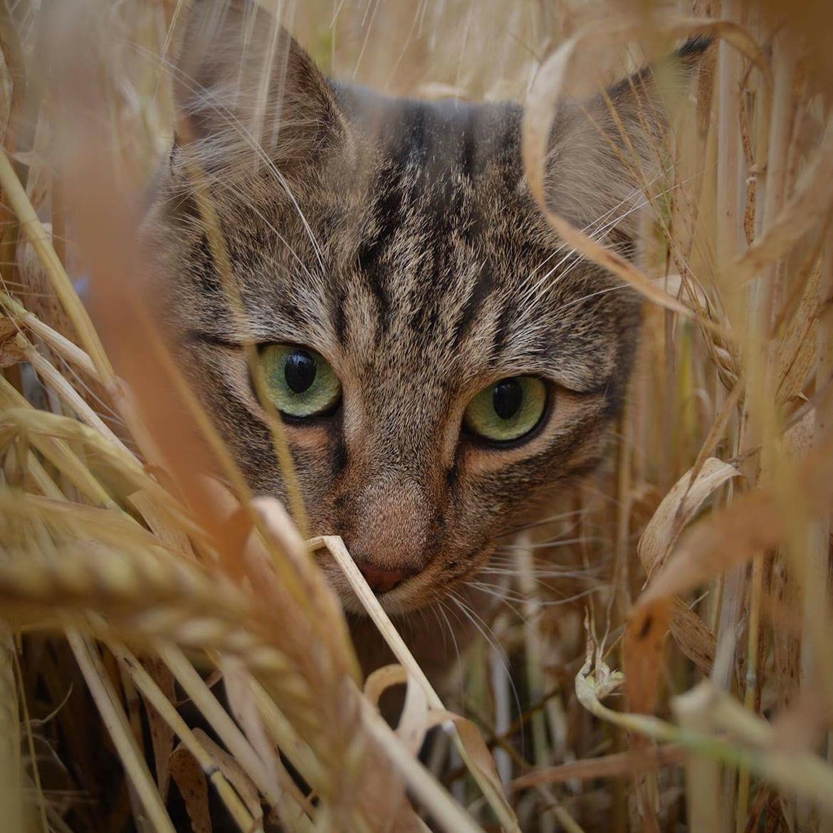 Huskat Ludvig the bulldog billede 20