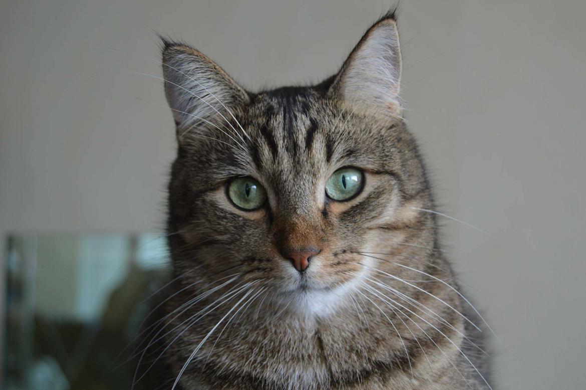 Huskat Ludvig the bulldog billede 47